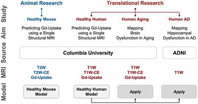 Deep learning of MRI contrast enhancement for mapping cerebral blood volume from single-modal non-contrast scans of aging and Alzheimer's disease brains